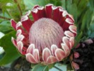 Protea Pink Duke